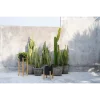 The Charcoal Low - Zwart Naturel - S - Afbeelding 3
