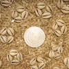De Caribe Shell Plaat - Natuurlijk Wit - M - Afbeelding 6